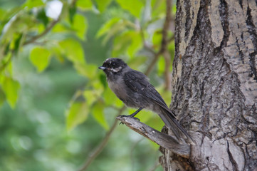 A Juvenile Canada Jay on a Tree