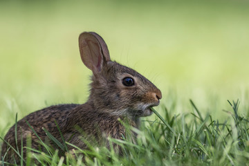 Adorable young Eastern Cottontail Rabbit side profile, Sylvilagus floridanus, closeup in green grass