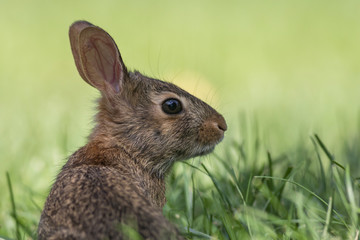 Adorable young Eastern Cottontail Rabbit side profile, Sylvilagus floridanus, closeup in green grass