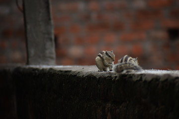 The Indian palm squirrel or three-striped palm squirrel (Funambulus palmarum) resting on tree branch- It is a species of rodent in the family Sciuridae found naturally in India and Sri Lanka.