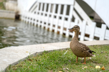 Fototapeta premium ducks in the Park swim in a pond, people in the background, the background is blurred
