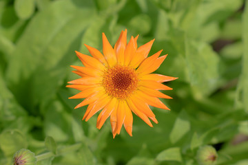 Flower Calendula officinalis the pot marigold, ruddles, common marigold or Scotch marigold. Orange flower with bright petals. View from above. Abstract green background.