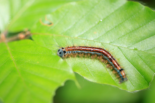 Ringelspinnerraupe