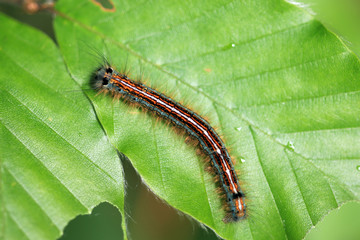 Ringelspinnerraupe