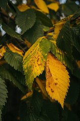 yellow and green leaves on the tree