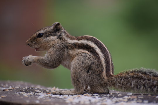 The Indian palm squirrel or three-striped palm squirrel (Funambulus palmarum) resting on tree branch- It is a species of rodent in the family Sciuridae found naturally in India and Sri Lanka.
