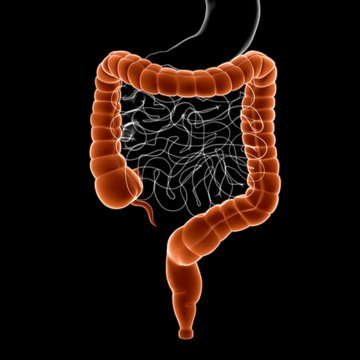 Large Intestine 3D Illustration Human Digestive System Anatomy