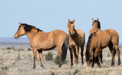 Wild Horses