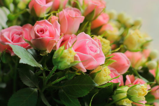 Bunch of small pink roses, flower gift, close up bouquet