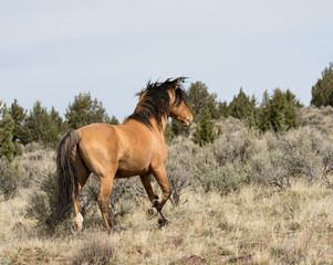 Wild Stallion, Kiger Mustang
