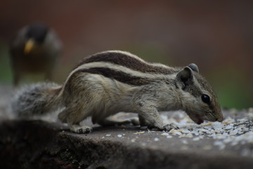 Obraz premium The Indian palm squirrel or three-striped palm squirrel (Funambulus palmarum) resting on tree branch- It is a species of rodent in the family Sciuridae found naturally in India and Sri Lanka.