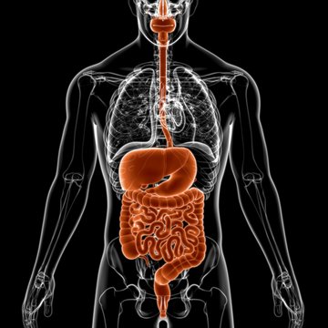 Human Digestive System Anatomy For Medical Concept 3D