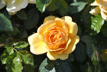 yellow rose on a green background