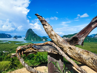 dead tree on the beach