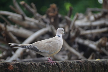 Eurasian collared dove (streptopelia decaocto) native to Europe and asia captured sitting on branch in Asian country of India and state of Gujarat