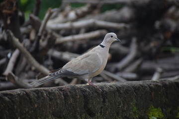 Eurasian collared dove (streptopelia decaocto) native to Europe and asia captured sitting on branch in Asian country of India and state of Gujarat