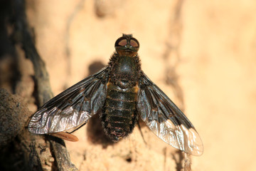 Trauerschweber