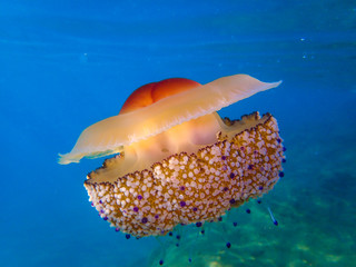 fried egg jellyfish (Cotylorhiza tuberculata) . A beautiful jellyfish swims in the Mediterranean Sea . Jellyfish dancing in the dark blue sea water. © Mediterranean sea