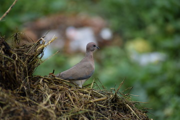 Eurasian collared dove (streptopelia decaocto) native to Europe and asia captured sitting on branch in Asian country of India and state of Gujarat
