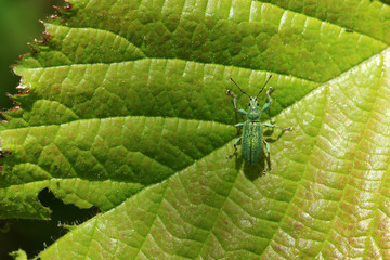 Silberner Grünrüssler