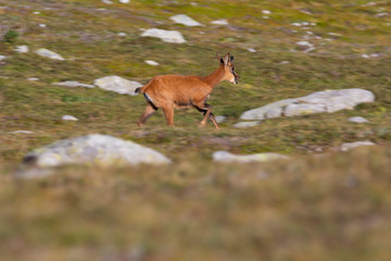 Rebeco pirenaico o sarrio (Rupicapra pyrenaica) corriendo en un prado alpino del Pirineo una mañana de verano