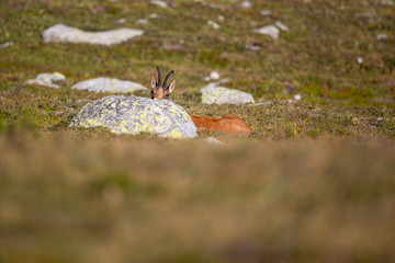 Rebaño de rebecos pirenaicos o sarrios (Rupicapra pyrenaica) pastando en un prado alpino del Pirineo una mañana de verano