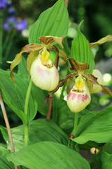 Frauenschuh (Cypripedium)