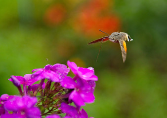 Fototapeta premium Rosja. kuznetsk alatau. Unosząc się nad kwitnącym floksem, zwyczajnym jastrzębiem (lub gwiazdą wielkodziobą). Ta ćma nie ląduje na kwiatku podczas zbierania nektaru.