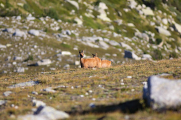 Rebaño de rebecos pirenaicos o sarrios (Rupicapra pyrenaica) pastando en un prado alpino del Pirineo una mañana de verano