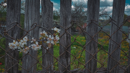 Fototapeta premium iron fence