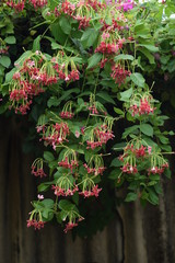 Rangoon creeper or chinese honeysuckle creeper flowers