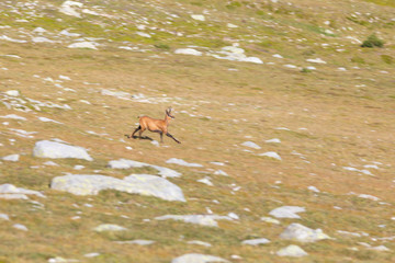 Rebeco pirenaico o sarrio (Rupicapra pyrenaica) corriendo en un prado alpino del Pirineo una mañana de verano