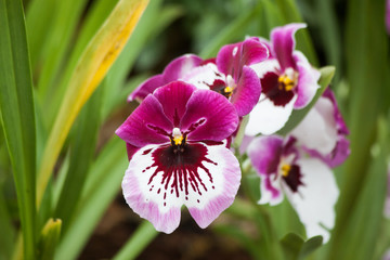 Purple and White Orchid in a garden