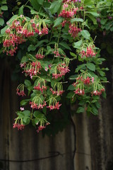 Rangoon creeper or chinese honeysuckle creeper flowers