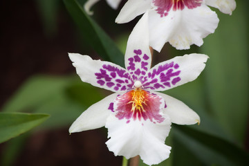 Purple and White Orchid in a garden