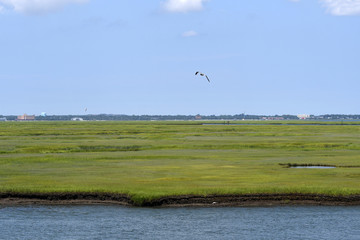 ESTUARINE WETLANDS/Atlantic City NJ
The marsh you see in front of you is one the most productive ecosysystems in the world.