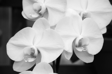 Fototapeta na wymiar Orchid in Black and White