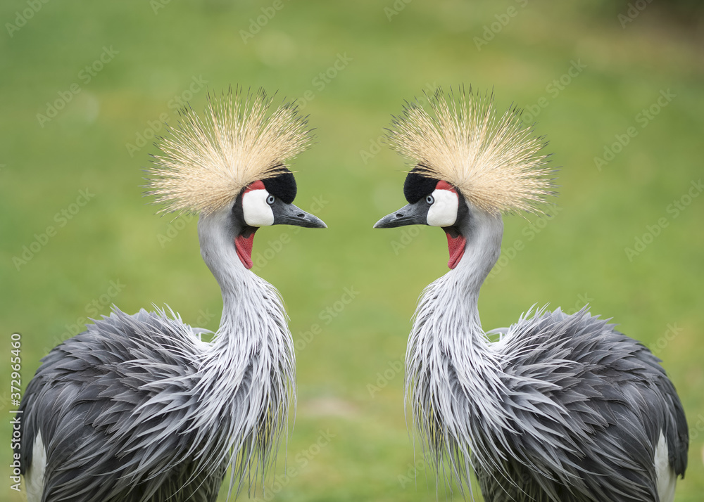 Poster Gray crowned cranes looking at each other with blurred background