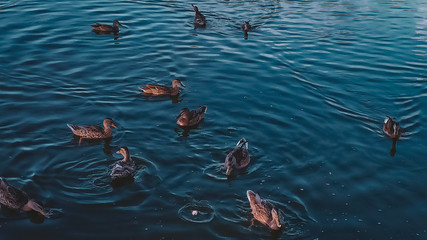 ducks on the lake