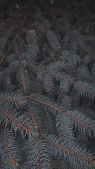 background of the leaves of a tree