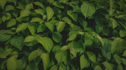 green leaves background