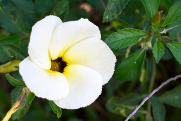 Obraz premium Blooming white-brown flowers, with green leaves on a blurred background in the garden