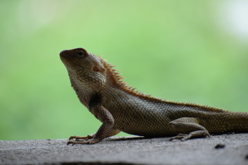The Indian chameleon(Chamaeleo zeylanicus) is found in Sri Lanka, India, and other parts of South Asia. This species has a long tongue, feet that are shaped into bifid claspers, a prehensile tail.