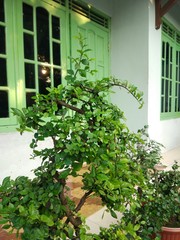 photo of bonsai plants in front of the house