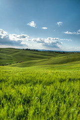 Obraz premium piękny krajobraz wzgórzu w Toskanii we Włoszech na wiosnę z pola pszenicy