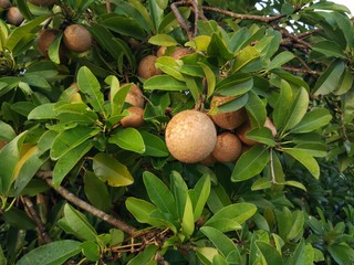 Photo of sapodilla fruit that is still raw
