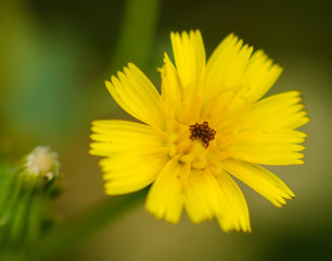 yellow flower on green background