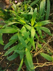 Obraz premium a photo of dewy grass