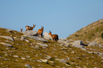 Rebaño de rebecos pirenaicos o sarrios (Rupicapra pyrenaica) pastando en un prado alpino del Pirineo una mañana de verano