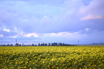 field of yellow flowers, sunflower field, after the rain